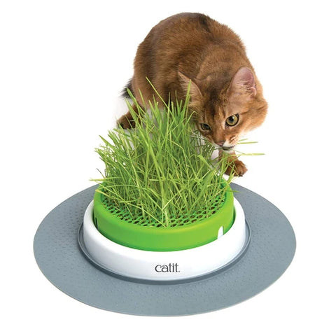 Cat Grass Kits