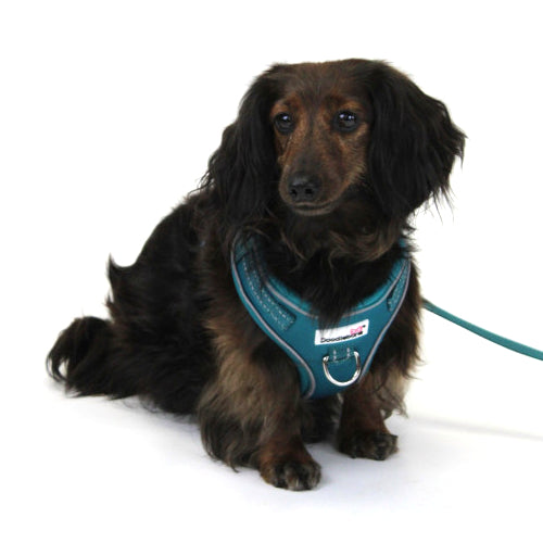 Doodlebone Adjustable Airmesh Dog Harnesses Teal 5 Sizes