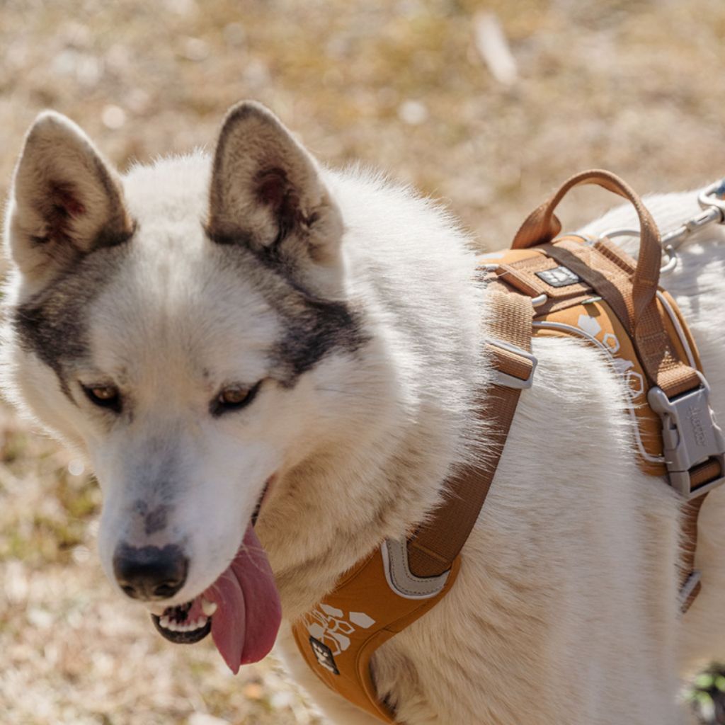 Hurtta Weekend Warrior Dog Harnesses Desert 5 Sizes