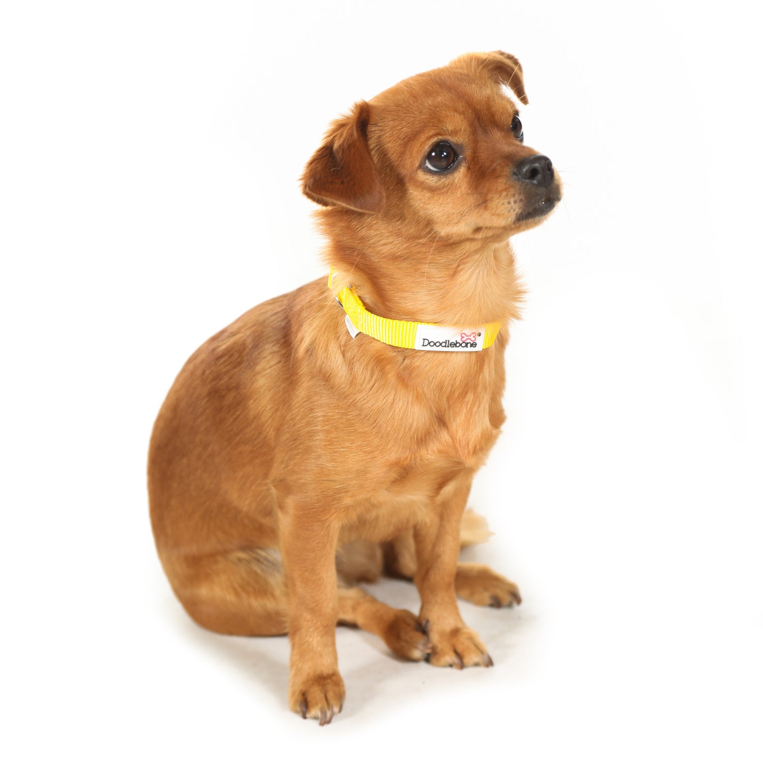 Doodlebone Originals Dog Collar Tangerine 3 Sizes