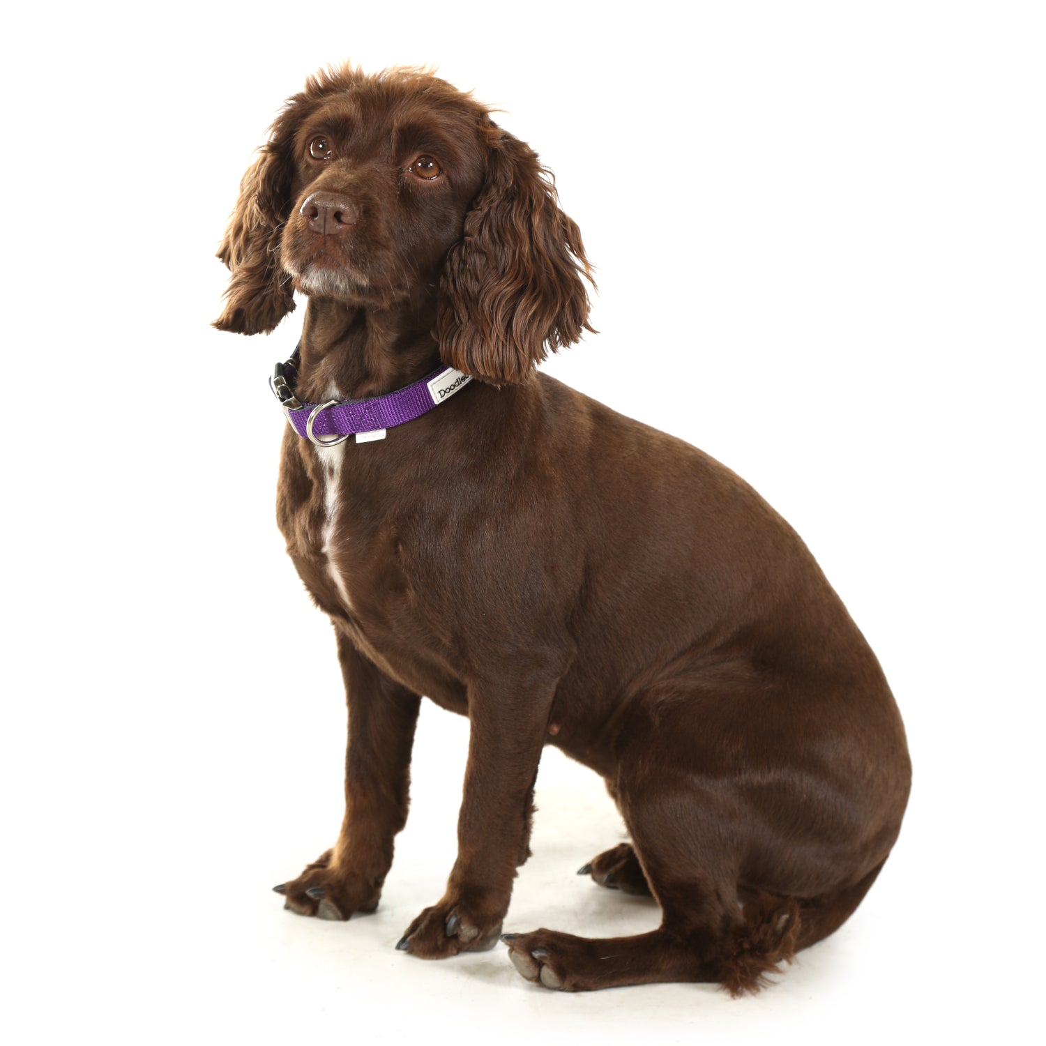Doodlebone Originals Padded Dog Collar Ruby 3 Sizes