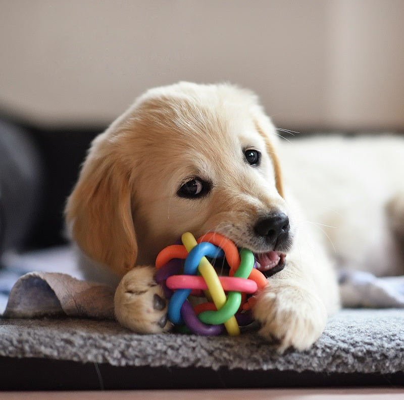 Discover the Wonderful World of Dog Toys