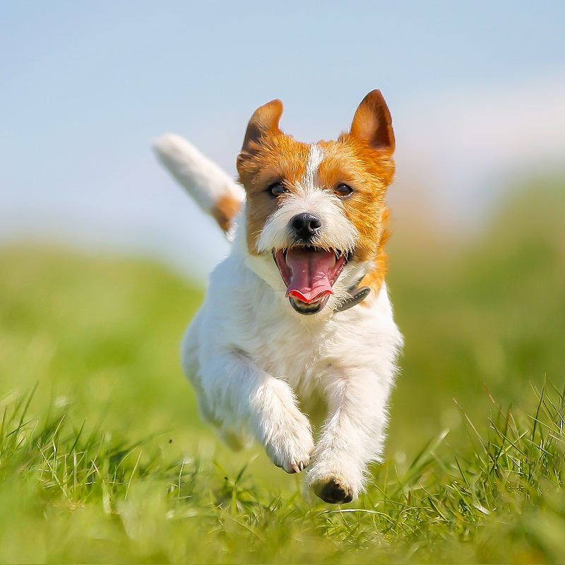 How Can You Ensure Optimal Health Care for Your Dog?