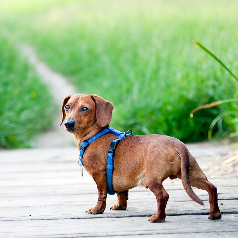 Is Your Dog's Harness a Perfect Fit?