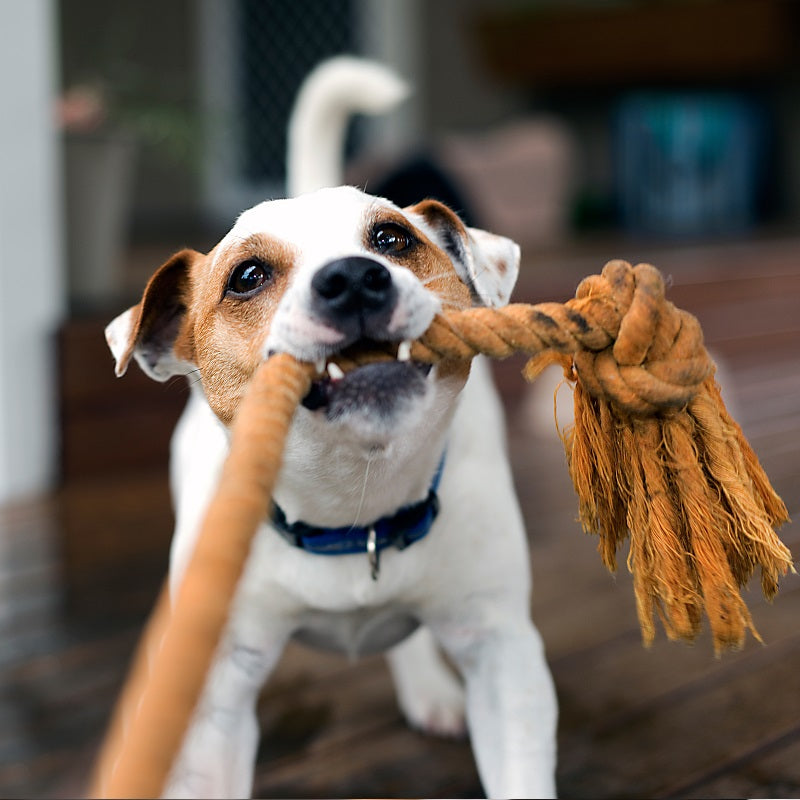 Paws and Play: Choosing the Right Toy for Your Canine Companion
