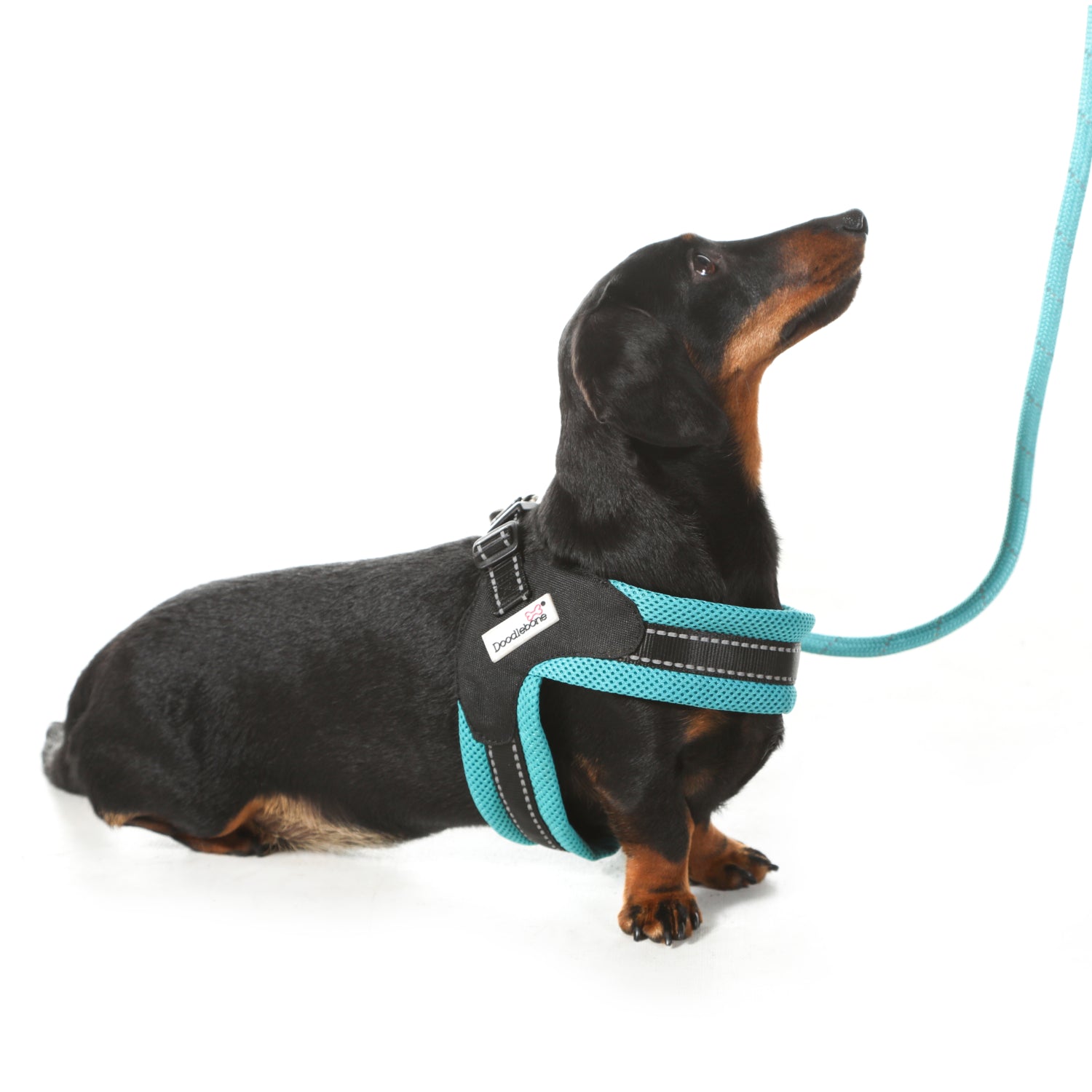 Doodlebone Originals Boomerang Dog Harness Aqua 4 Sizes