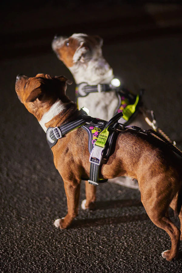 Hurtta Weekend Warrior Dog Harnesses Neon Licorice 5 Sizes