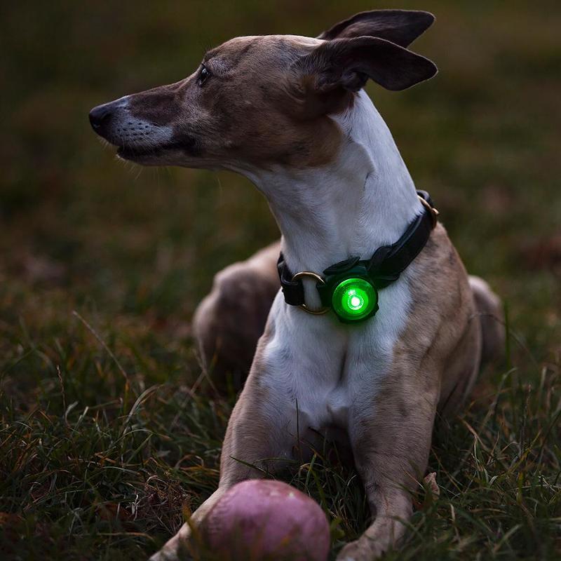 Orbiloc Dog Dual LED Night Safety Light Yellow