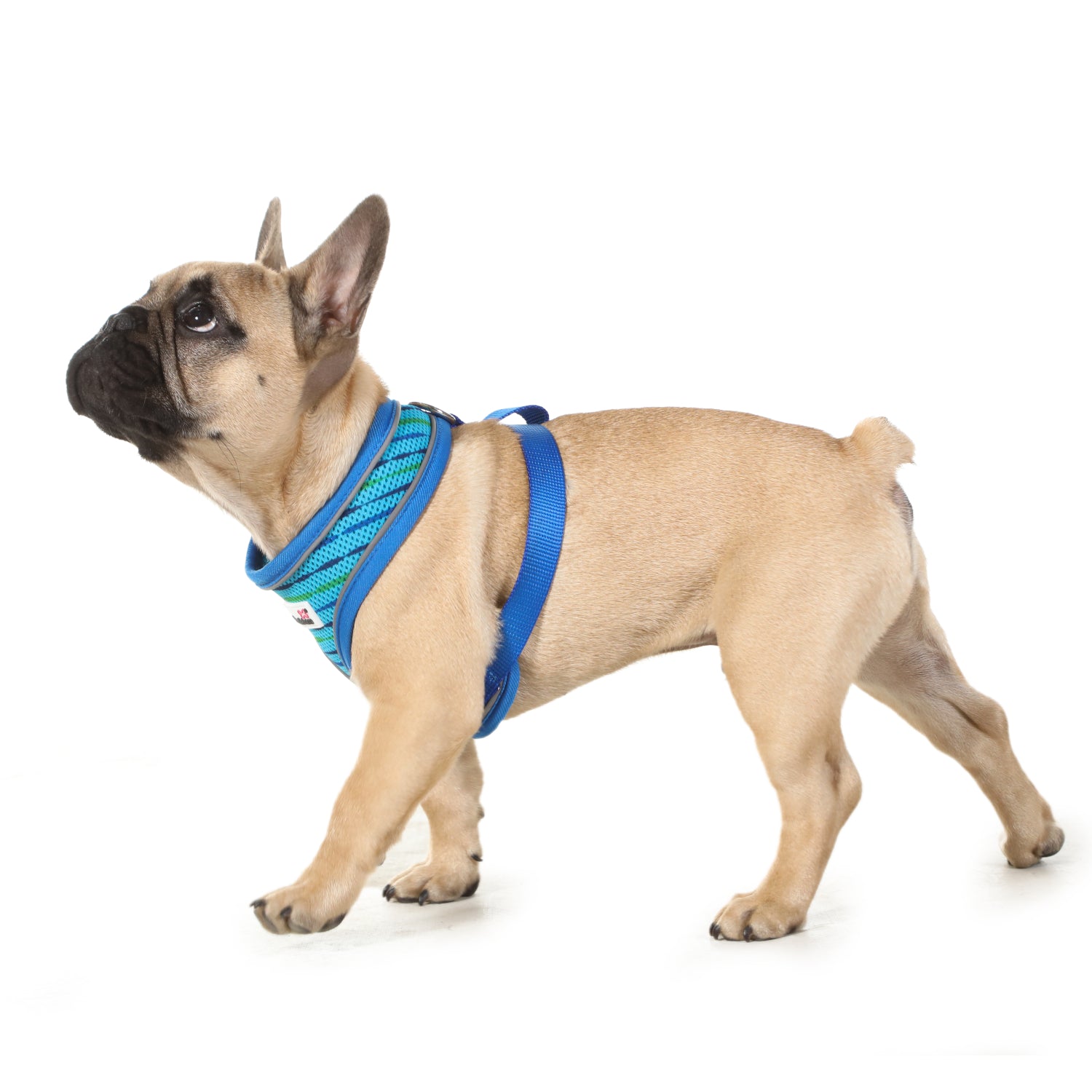Doodlebone Originals Airmesh Dog Harness Aqua 6 Sizes