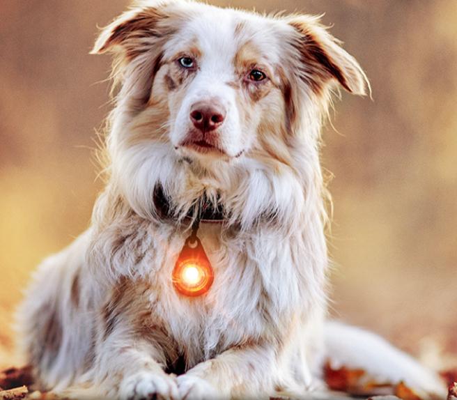 Orbiloc Dog Dual LED Night Safety Light Amber
