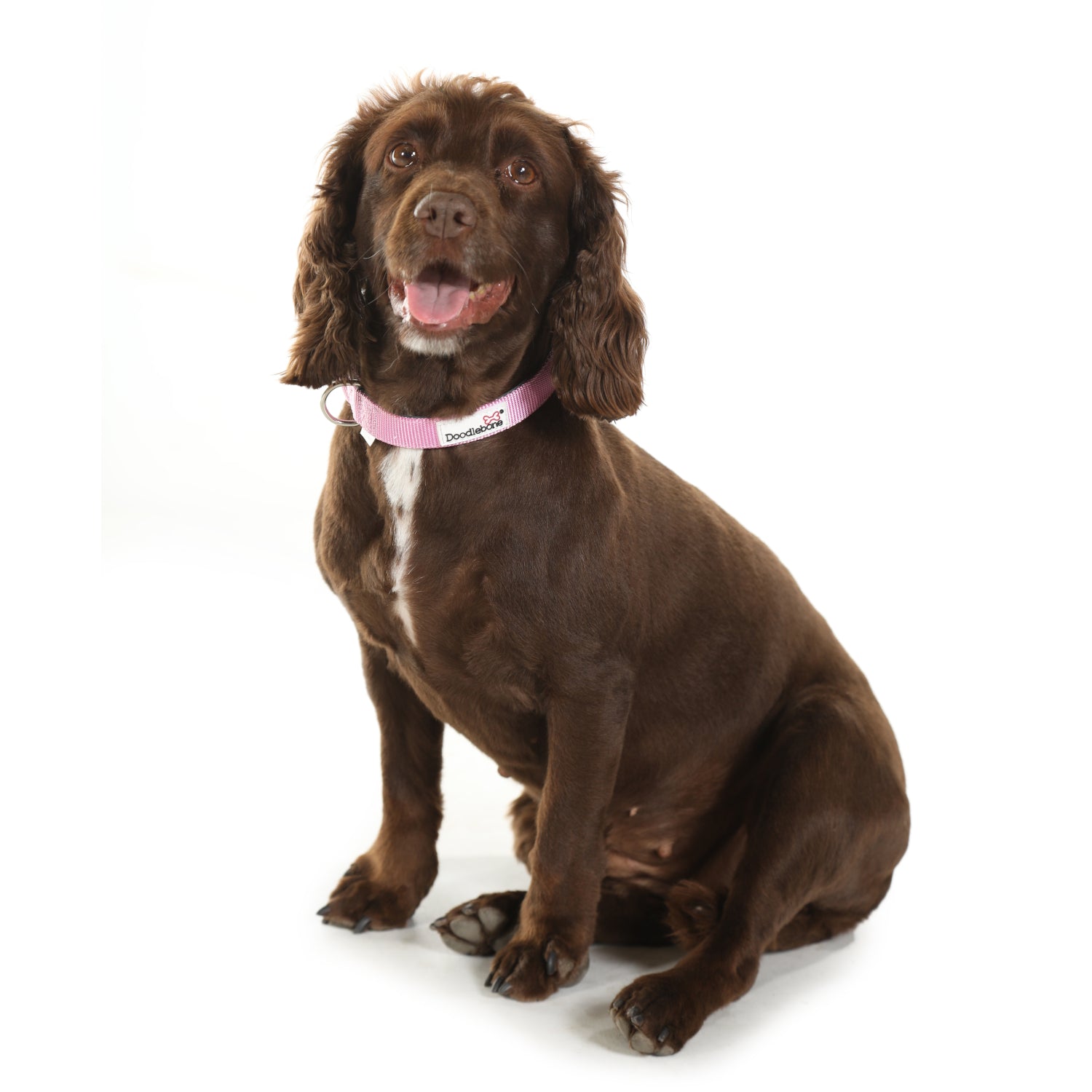 Doodlebone Originals Padded Dog Collar Ruby 3 Sizes