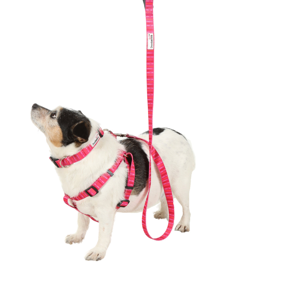 Doodlebone Originals Dog Lead 1.2m Fuchsia 3 Sizes