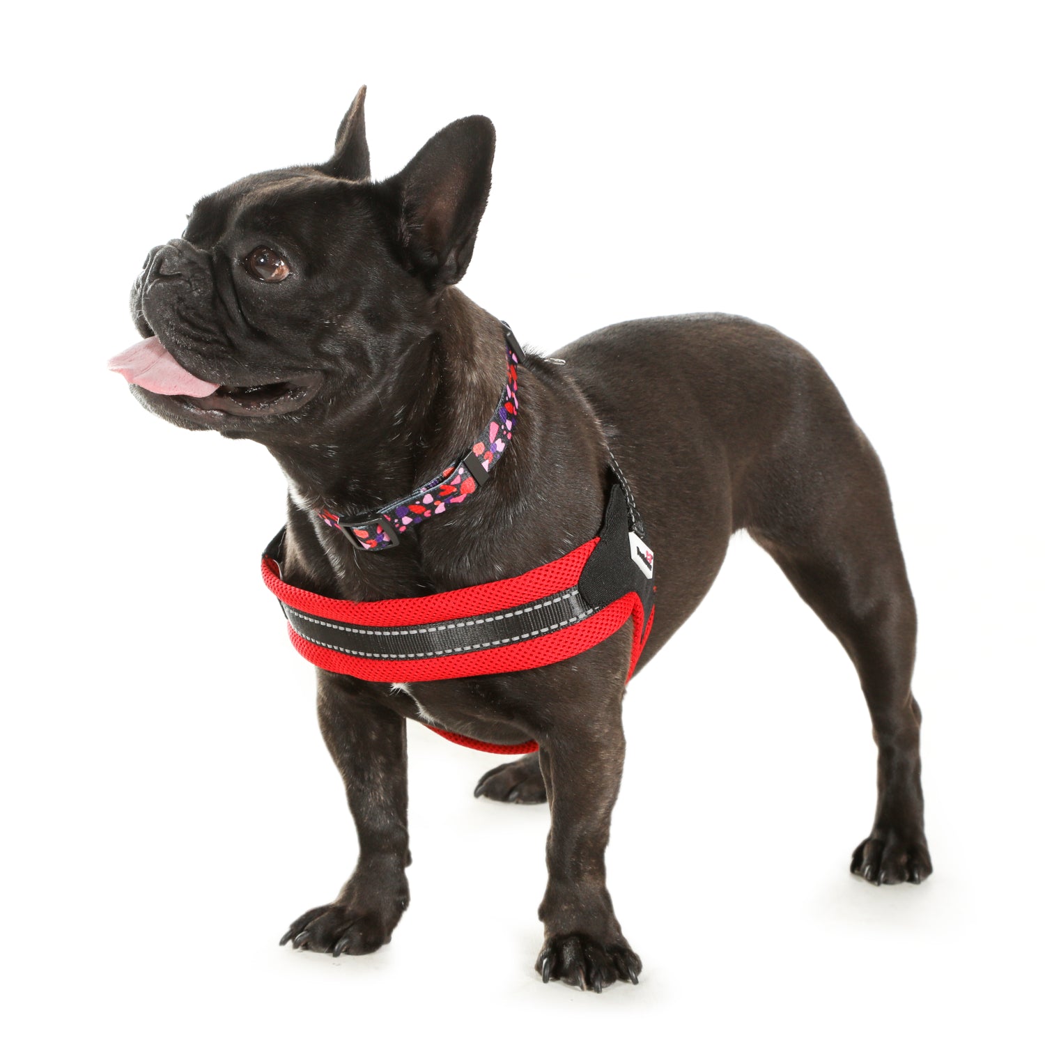Doodlebone Originals Boomerang Pattern Dog Harness Cherish the Stars 4 Sizes